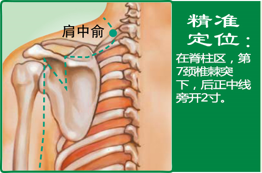 肩中俞_1.jpg