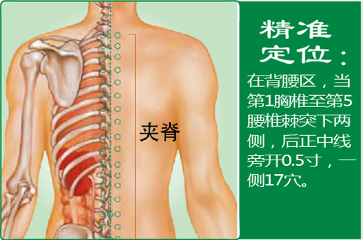 15、夹脊.jpg