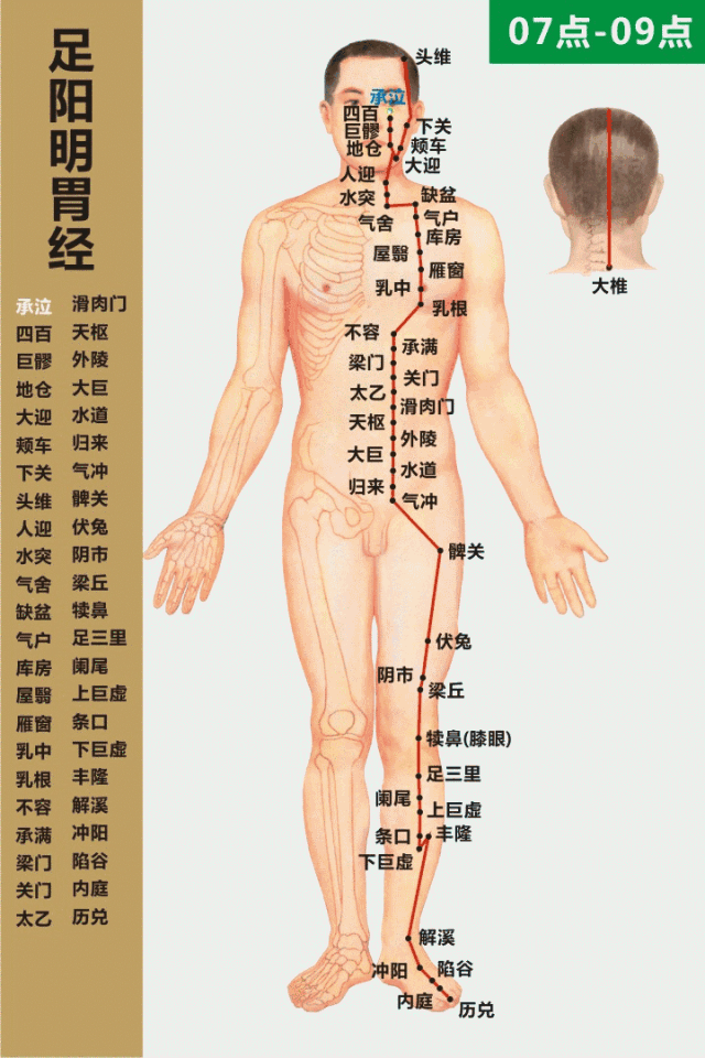 胃经.gif