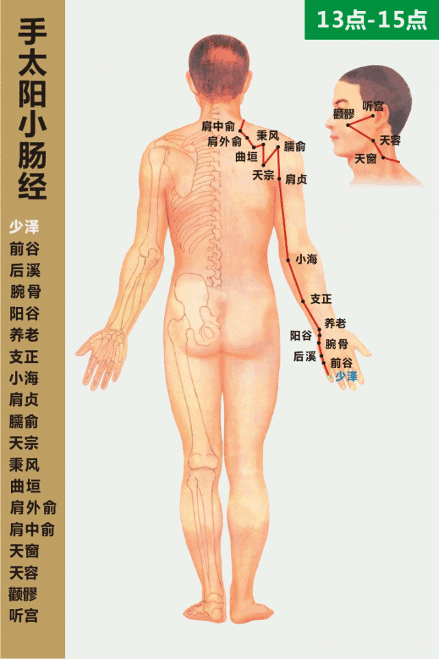 小肠.gif