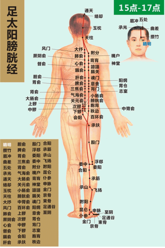 膀胱经.gif