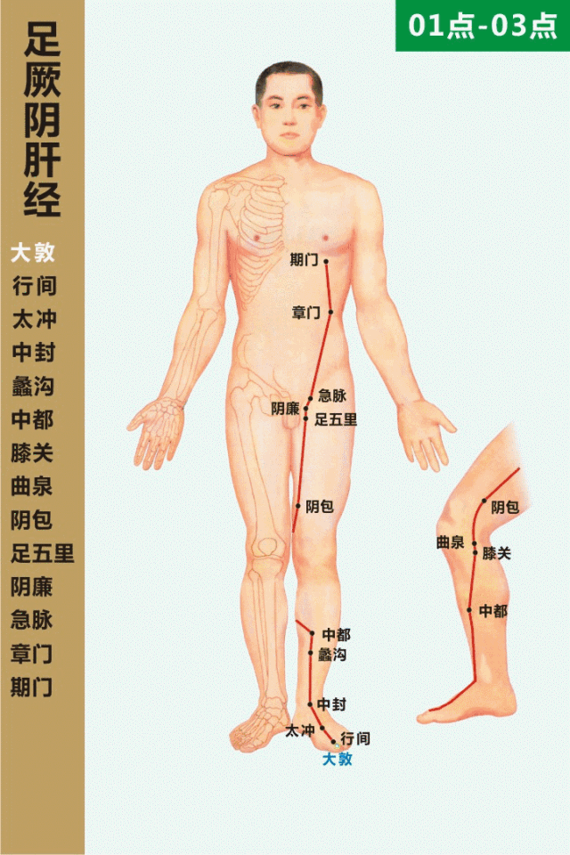 肝经.gif