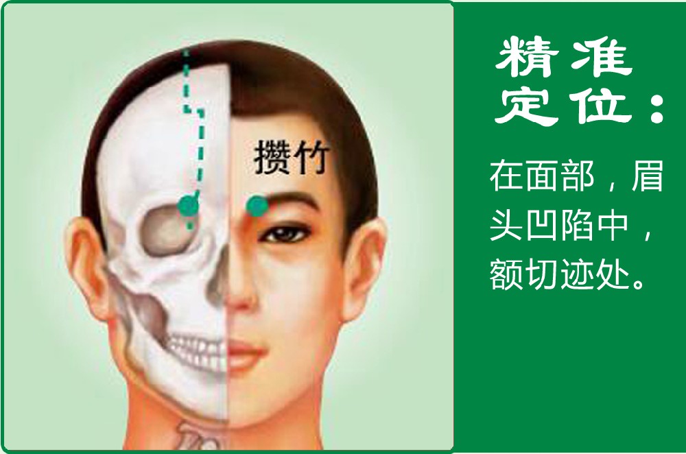 17、攒竹.jpg
