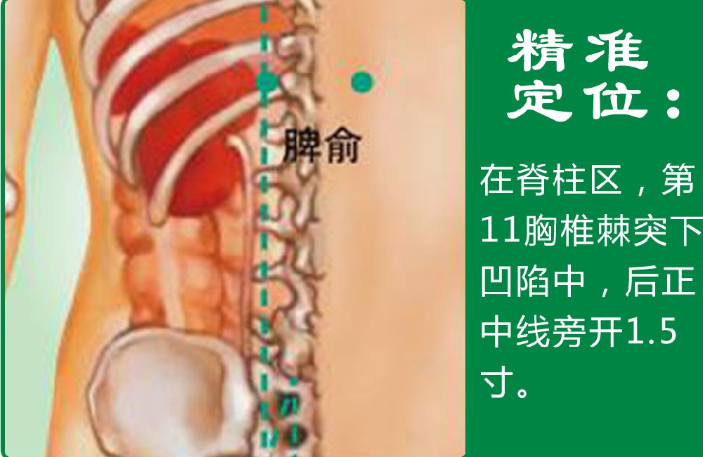 21、脾俞.jpg