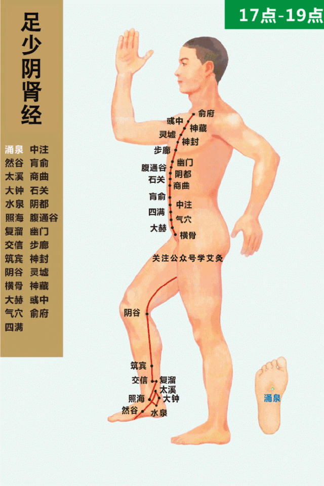 肾经.gif
