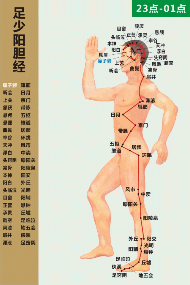 胆经.gif